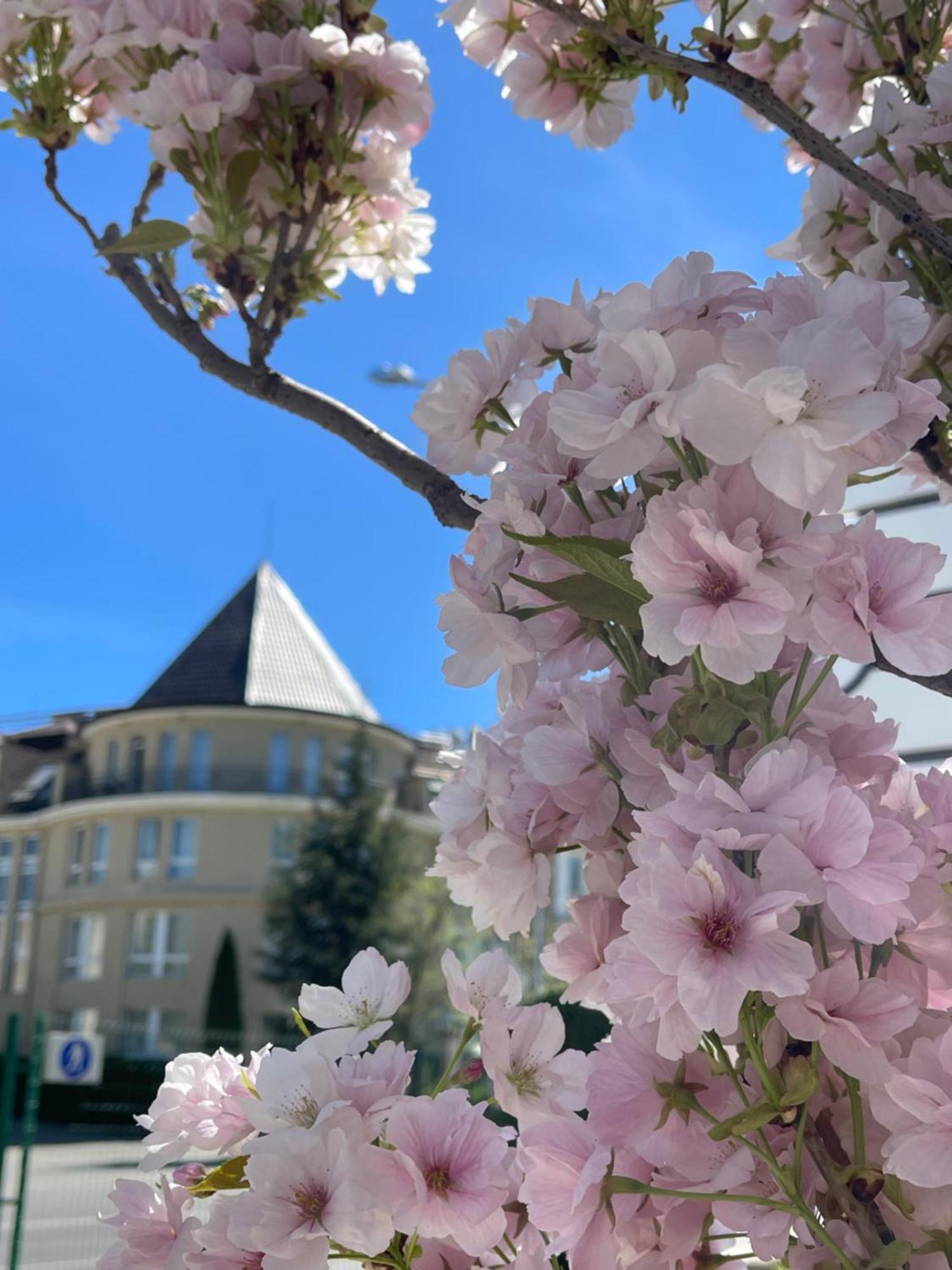 Maison Sofia - Mgallery Bagian luar foto Cherry blossoms in the neighborhood